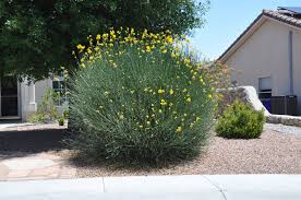 Image result for Spartium