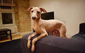 Italian greyhounds have a short coat that's glossy and soft. All About Italian Greyhound Dog Breed Origin Behavior Trainability Facts Puppy Price Color Health