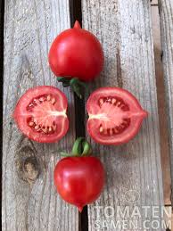 Clique aqui e veja a coleção completa. Tomatensamen Tomate Bombolino D Inverno 10 Samen Saatgut Kaufen