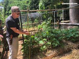 / these handy garden trellis ideas are especially useful for growing pole beans. Bamboo Bean Teepee Trellis Video How To Gardensall Vegetables