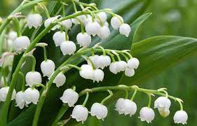 20 Lily Of The Valley Flower Seeds White Bell Orchid Rich Aroma Bonsai Cute Beautiful Lovely Flowe Lily Of The Valley Flowers Lily Of The Valley Flower Seeds
