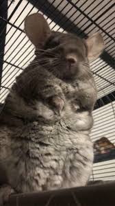 Are you thinking about becoming a new pet parent and adding a small, furry friend to the family? Chinchillas Of Reddit Izzy Zilla Www Chinchillastories Com Pets Animals Mammals Rodents Chinchilla In 2020 Chinchilla Pet Cute Animals Animals