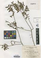 Image result for Olax pentandra