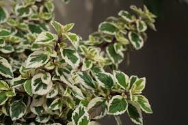 Image result for Syncolostemon