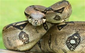 Ada beberapa haiwan yang jinak yang pengunjung boleh berinteraksi secara langsung seperti unta, rusa & burung kasawari. 10 Binatang Peliharaan Yang Out Of The Box Tentik