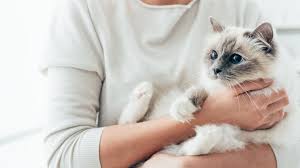 Und deshalb eignen sich die steckbriefe auch zum ausdrucken oder als vorlage zum. Katze Vermisst Was Tun Wenn Die Katze Vermisst Wird Katze Net Hilft