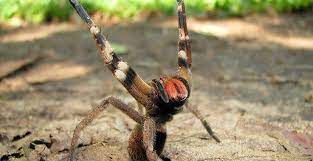 The brazilian wandering spider is sometimes mistaken for a tarantula because it is hairy and huge. The Brazilian Wandering Spider Phoneutria Nigriventer Is A Deadly And Extremely Venomous Spider That When You Are Bitten By Can Cause You To Experience Painful And Long Lasting Erections Interestingasfuck