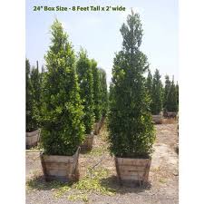Image result for Ficus demeusei