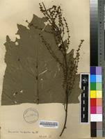 Image result for Vernonia conferta