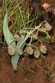 Image result for Ornithoglossum