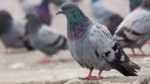 What S The Difference Between Pigeons And Doves Mental Floss