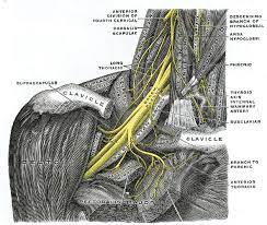 Medical State Of Mind Nerves Of The Brachial Plexus Plexus Products Brachial Thoracic