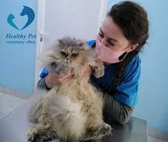 Schedule an examination or a grooming appointment today! Healthy Pet Veterinary Clinic Amman Home Facebook