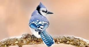 نتیجه جستجوی لغت [jay] در گوگل