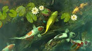 Koi fish are extremely intellectual. Fish 3d Screensavers Koi Pond Garden The Charm Of A Summer Pond In A Shady Garden