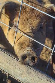 How To Butcher Pigs At Home On The Farm The Elliott Homestead