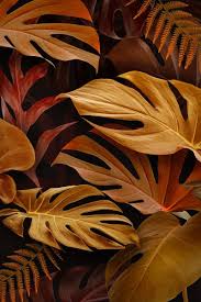 Download Premium Illustration Of Brown Monstera Deliciosa Leaves Design In 2020 Monstera Monstera Deliciosa Leaf Design
