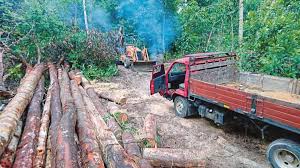 Forestry act (accessibility buttons available) |. Case For Armed Foresters