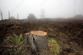 Clearcut forest, Baker-Snoqualmie National Forest, USA
