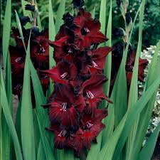 Image result for Gladiolus magnificus