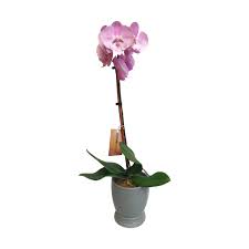 5 foods (and 4 supplements) that can strengthen your immune system there's no miracle cure for boosting immunity. Buy Floral Products At Whole Foods Market