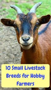 Gumtree.com limited, registered in england and wales with number 03934849, 1 more london place, london, se1 2af, uk. 10 Small Livestock Breeds For Hobby Farmers Pbs Pet Travel