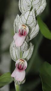 Image result for Justicia fittonioides