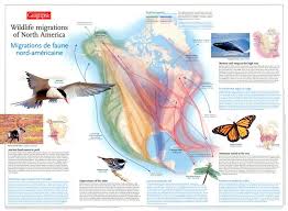 Wildlife Migrations Of North America You Are Here North American Animals Animal Movement Wildlife
