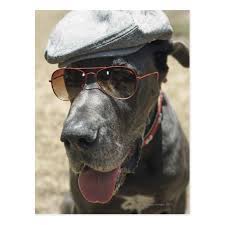 Great Dane Wearing Hat And Sunglasses Postcard Zazzle Com In 2021 Great Dane Dogs Great Dane Great Danes Blue