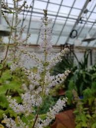 Image result for Tetradenia galpinii