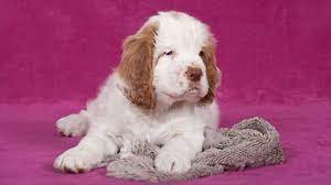 Unfortunately we don't have any clumber spaniel puppies available for sale right now. Clumber Spaniel Price Temperament Life Span