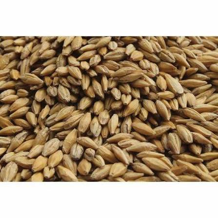Fodder Seeds agriculture product category