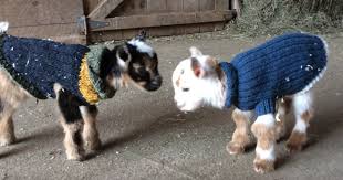 1 Day Old Baby Goats Learning To Jump Is The Cutest Thing You Ll See Today Bored Panda