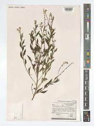 Image result for Heliotropium ciliatum