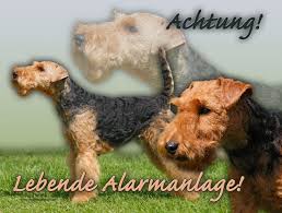 Daeargi cymreig) originates from wales and was originally bred for hunting fox, rodents and badger; 4pfotenshop Hundewarnschilder Und Kratzfeste Autoaufkleber Mit Hundemotiven Hundeschilder Metallschilder Turschilder Welsh Terrier