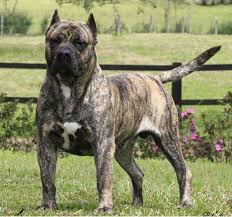 Resultado de imagen de presa canario