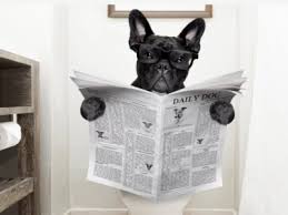 Potty training is a big thing for many people, and potty training is as well one of the three biggest reason besides, jumping up on people and barking why people give their dogs away. Crate Training A Puppy French Bulldog Puppies