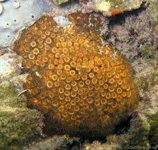 Image result for Loxodera caespitosa