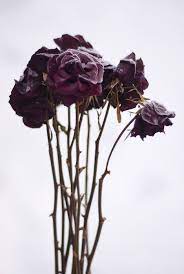 Little Priest Beautiful Flowers Purple Roses Flowers