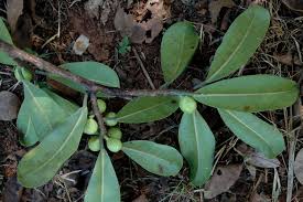 Image result for Ficus scassellatii