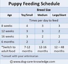 labrador puppies feeding chart dogs breeds and everything