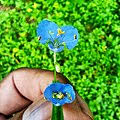 Image result for Commelina triangulispatha