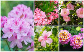 They work well as a hedge or accent plant. 15 Breathtaking Pink Flowering Shrubs Garden Lovers Club