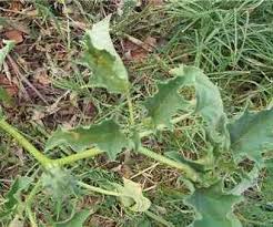 Image result for Datura ferox