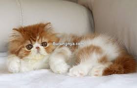 Ada dua jenis kucing persia medium terutama kalau dibedakan pada ukuran bulunya. 7 Jenis Kucing Persia Terlengkap Di Indonesia Burungnya Com