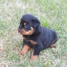 Rottweiler puppies and moma (i.imgur.com). Rottweiler Puppies For Sale In Ga L2sanpiero