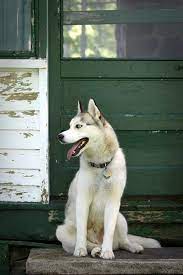 Pretty Siberian Husky Love This Picture Siberian Husky Siberian Husky Dog Husky