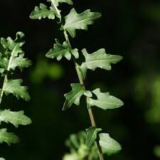 Image result for Erucastrum