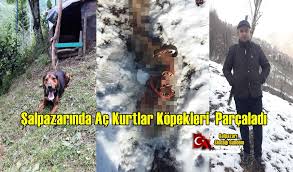 Salpazarinda Ac Kurtlar Kopekleri Parcaladi Salpazarisisdagigundem Com
