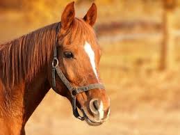 We did not find results for: De 20 000 Photos Et Images De Cheval Pixabay